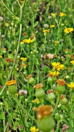 Close-up of yellow flowers