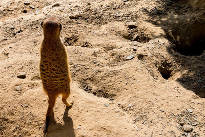 Rear view of meerkat on field
