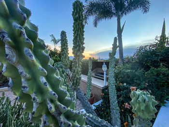 Panoramic view of trees and plants against sky