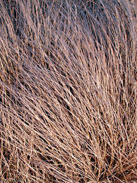 Full frame shot of hay