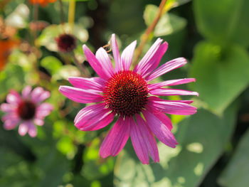 Close-up of pink flower