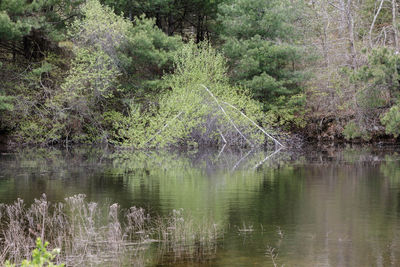 Reflection of trees in lake