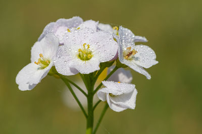 Close up of a cuckooflower in bloom