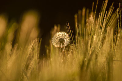 Close-up of dandelion against blurred background