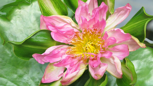 Close-up of lotus water lily blooming outdoors