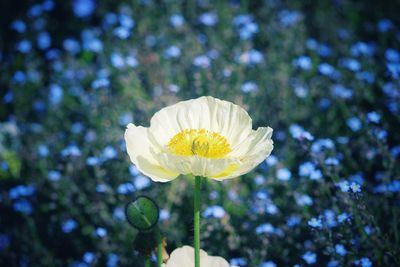 Close-up of yellow flower blooming outdoors