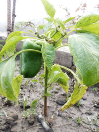 Close-up of vegetables on field