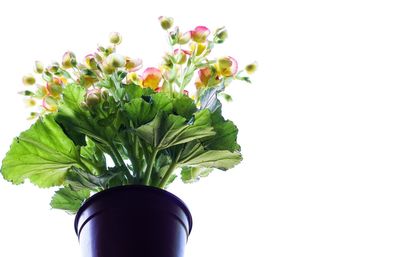 Close-up of vase against white background