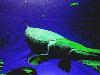 Close-up of turtle swimming in aquarium