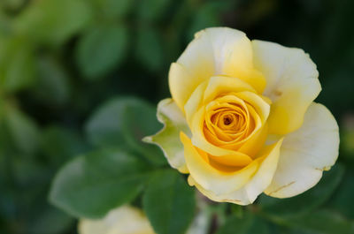 Close-up of yellow rose