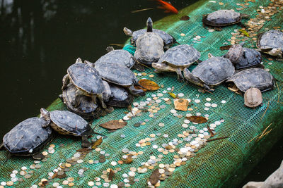 High angle view of shells in lake