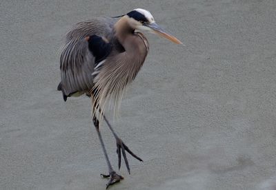 High angle view of gray heron perching on floor