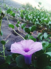 Close-up of pink flower