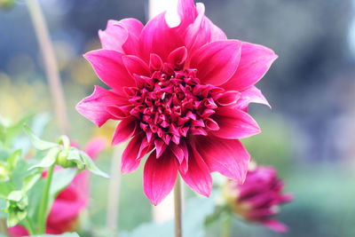 Close-up of pink dahlia flower