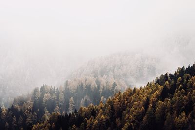 Pine trees in forest against sky during winter