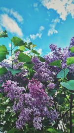 Low angle view of pink flower tree against sky