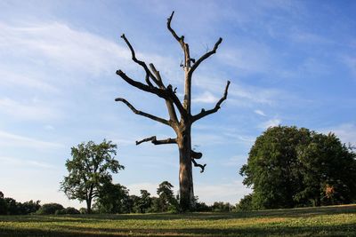 Bare tree on field