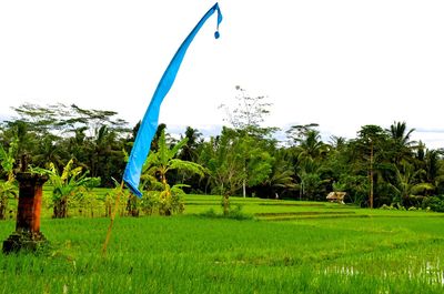 Palm trees on field against clear sky