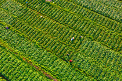 Farmers care sweet potato on field