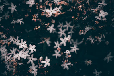 Close-up of white flowering plants