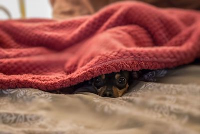 Portrait of dog lying on bed