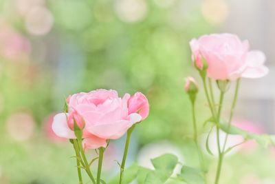 Close-up of pink rose