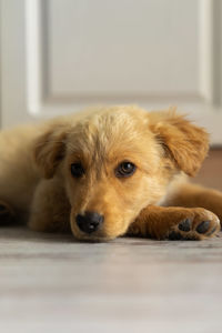 Close-up portrait of dog relaxing at home