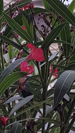 Close-up of red flowers