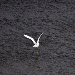 High angle view of seagull flying over lake