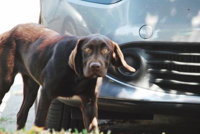 Portrait of dog in car