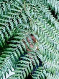 Full frame shot of pine tree