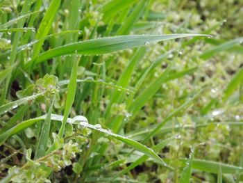 Close-up of wet grass