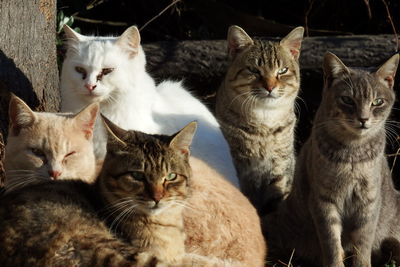 Portrait of cats sitting on sunny day