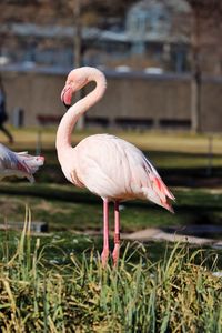 Side view of a flamingo in lake