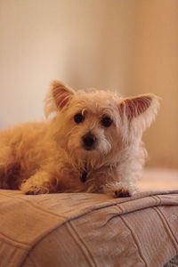 Portrait of dog relaxing at home