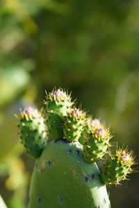 Close-up of prickly pear cactus