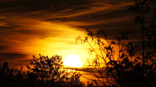 Silhouette plants against romantic sky at sunset