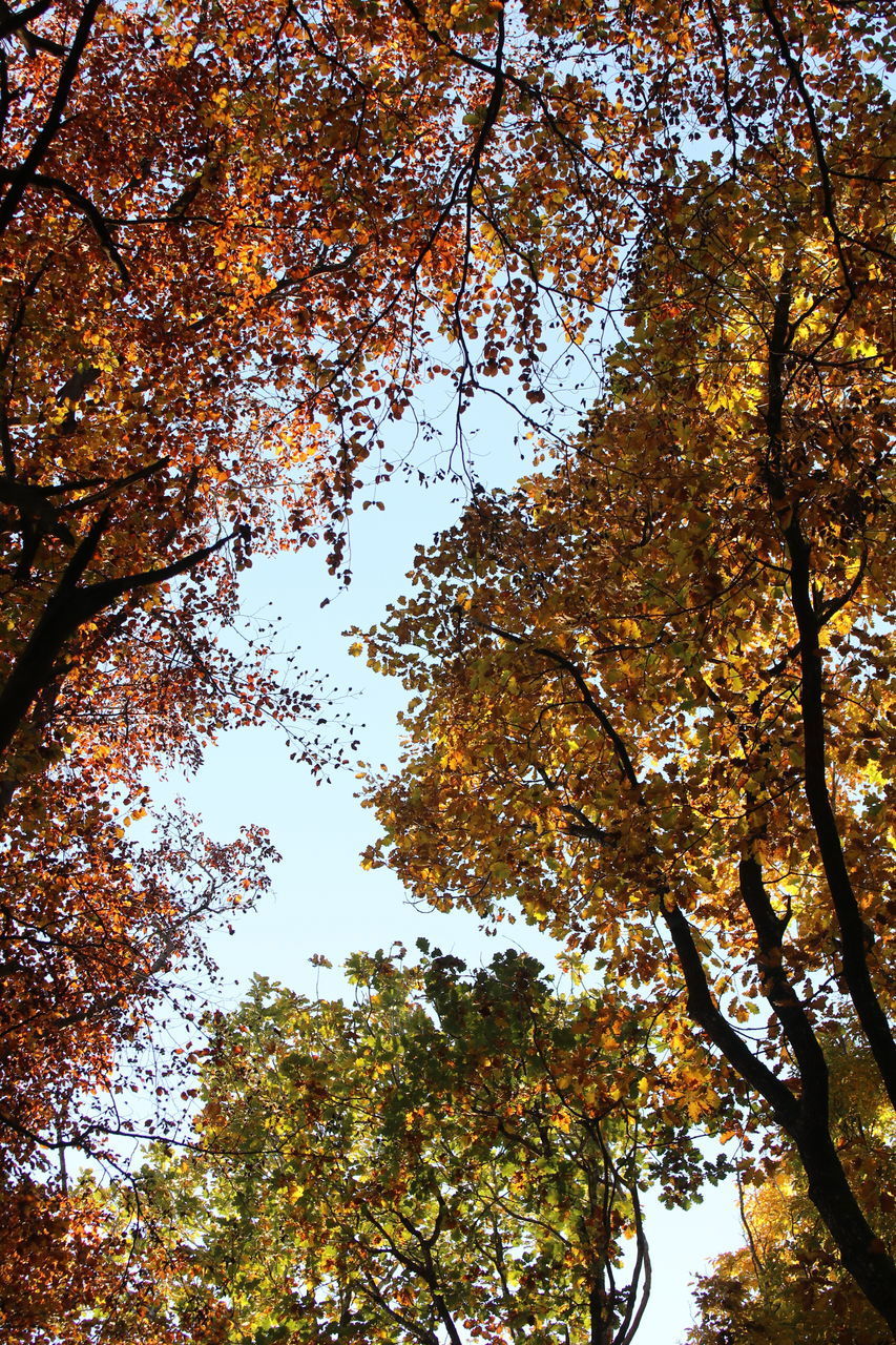 LOW ANGLE VIEW OF TREE AGAINST SKY DURING AUTUMN