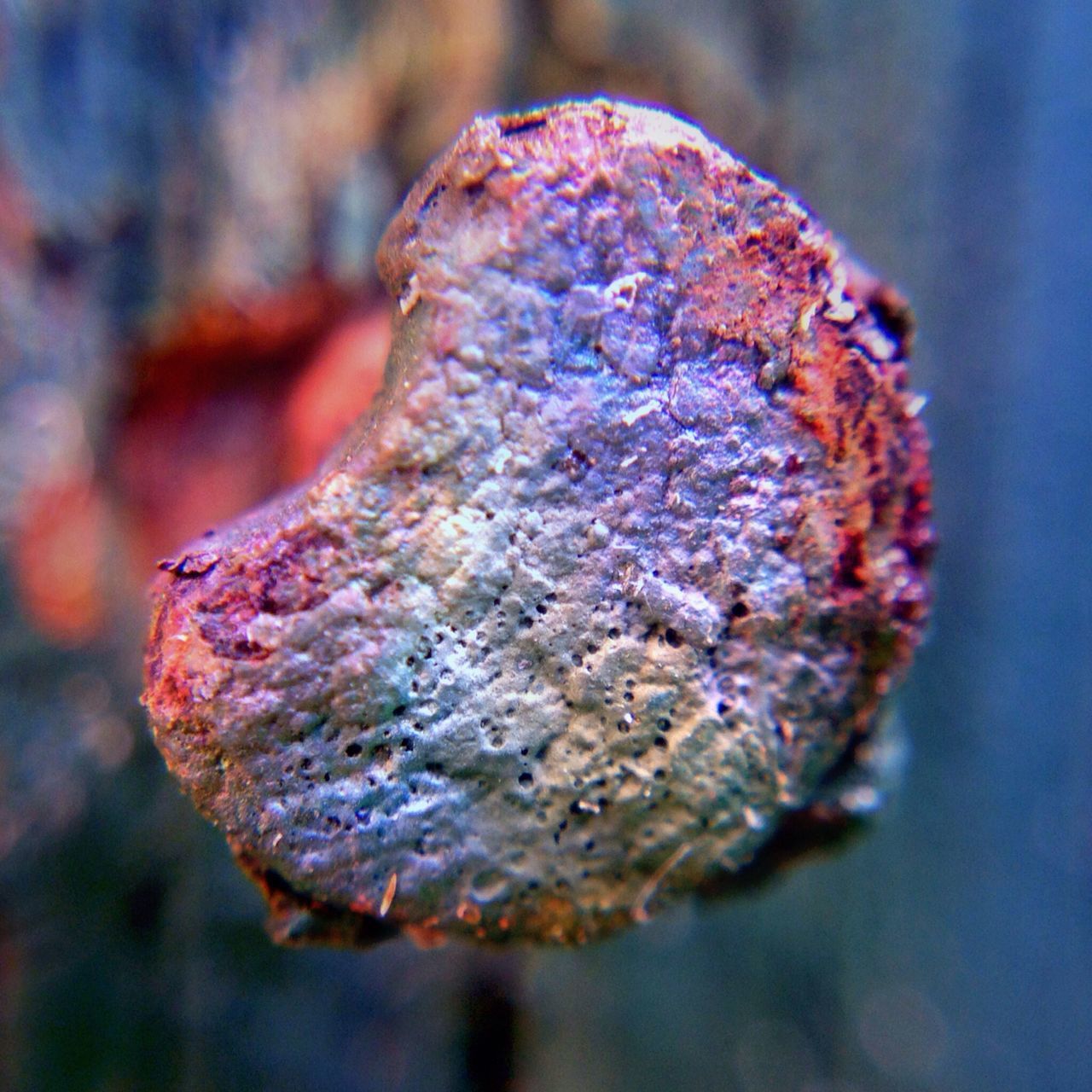 one animal, close-up, animal themes, focus on foreground, wildlife, animals in the wild, natural pattern, nature, animal shell, selective focus, beauty in nature, textured, outdoors, rock - object, day, insect, no people, rough, fragility, sea life