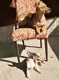 High angle view of dog on floor