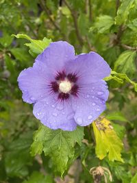 Close-up of wet purple flowering plant