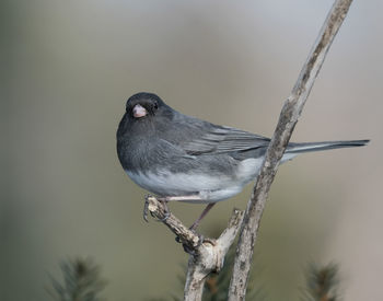 Junco perched