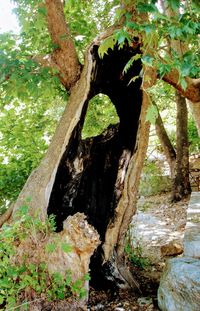 Close-up of tree trunk in forest