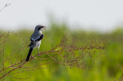 Bird perching on a branch