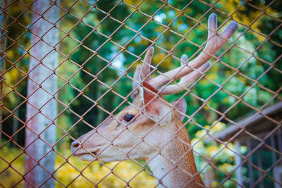 Close-up of bird in cage