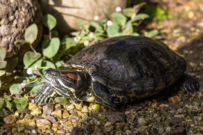 Close-up of turtle on field