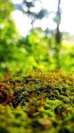 Close-up of moss growing on field