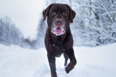 Portrait of dog standing on snow