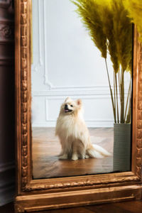 Dog sitting on window at home