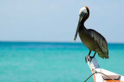 Bird perching on a sea against sky